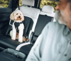 THULE® Hundegeschirr für Autos Cappy