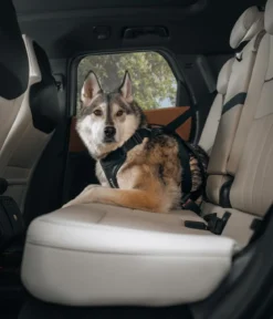 THULE® Hundegeschirr für Autos Cappy