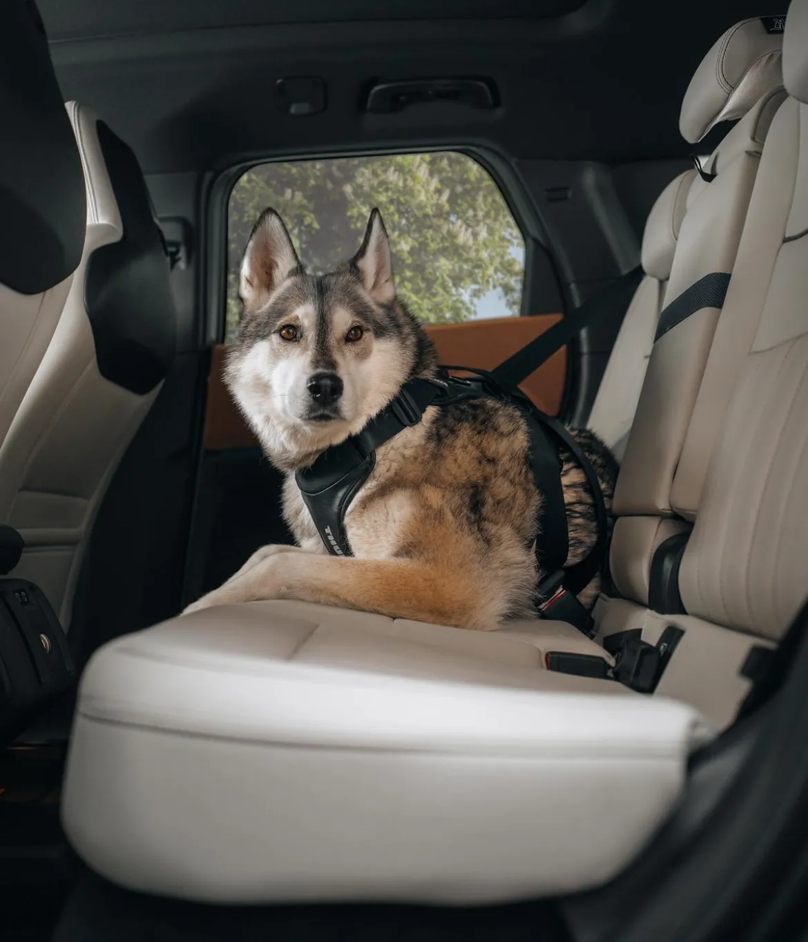 THULE® Hundegeschirr für Autos Cappy