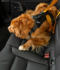 THULE® Hundegeschirr für Autos Cappy