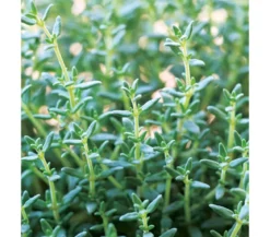Thymian