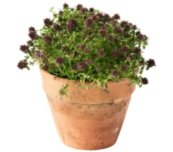 Thymian, verschiedene Sorten