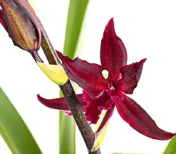 Tiger-Orchidee - Colmanara cultivars 'Massai'