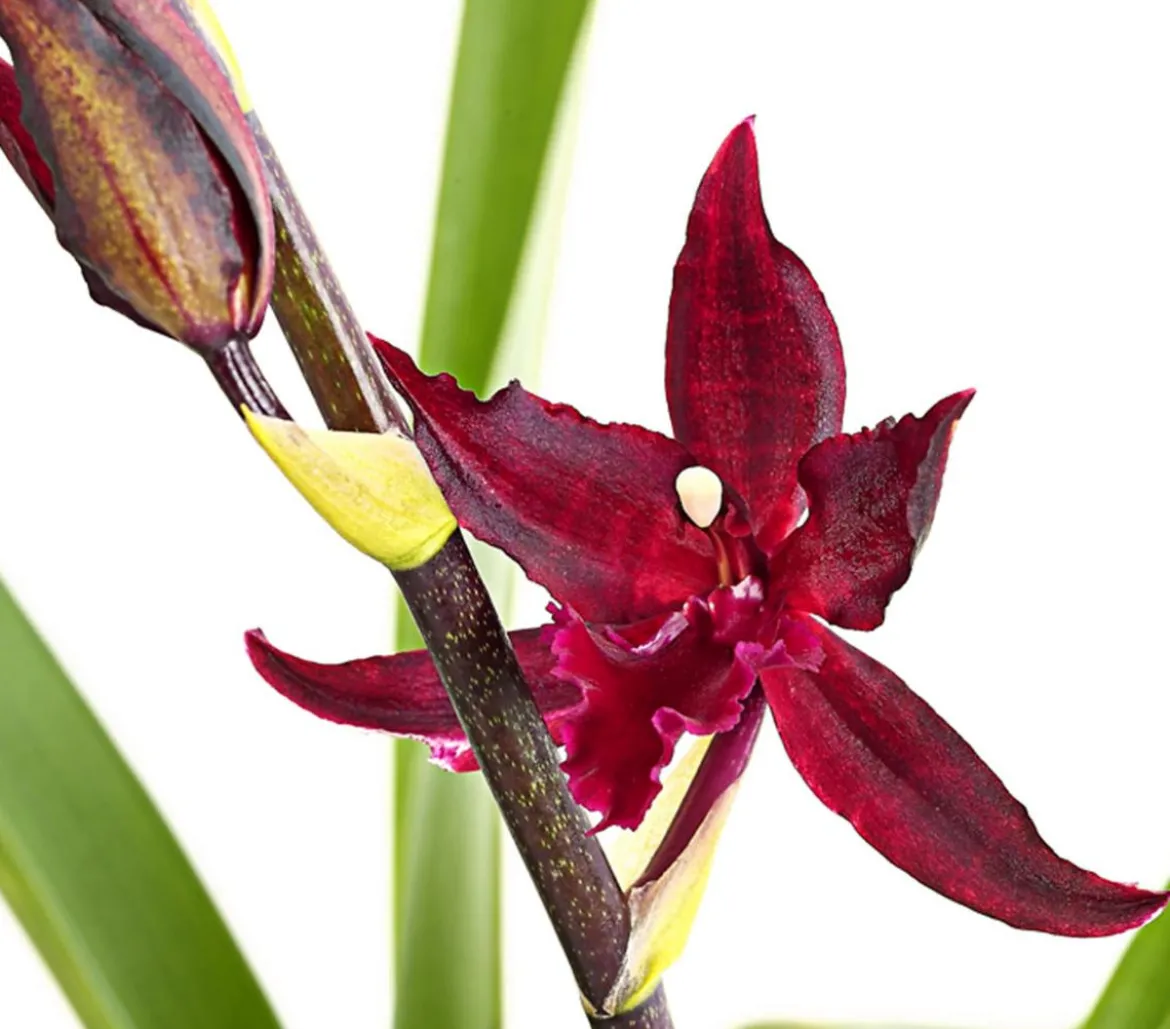 Tiger-Orchidee - Colmanara cultivars 'Massai'