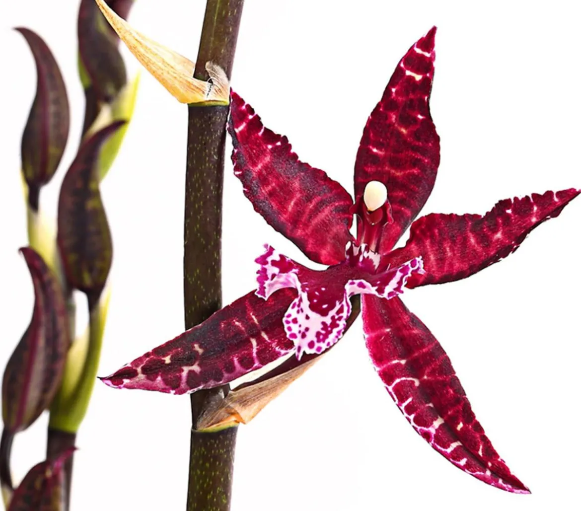 Tiger-Orchidee - Colmanara cultivars 'Massai'