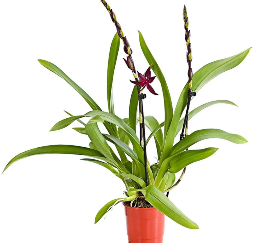 Tiger-Orchidee - Colmanara cultivars 'Massai'