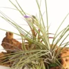 Tillandsien-Arrangement auf Mopanie-Wurzel - Tillandsia Hybride, 5-teilig