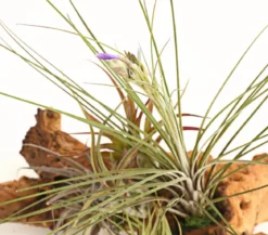 Tillandsien-Arrangement auf Mopanie-Wurzel - Tillandsia Hybride, 5-teilig