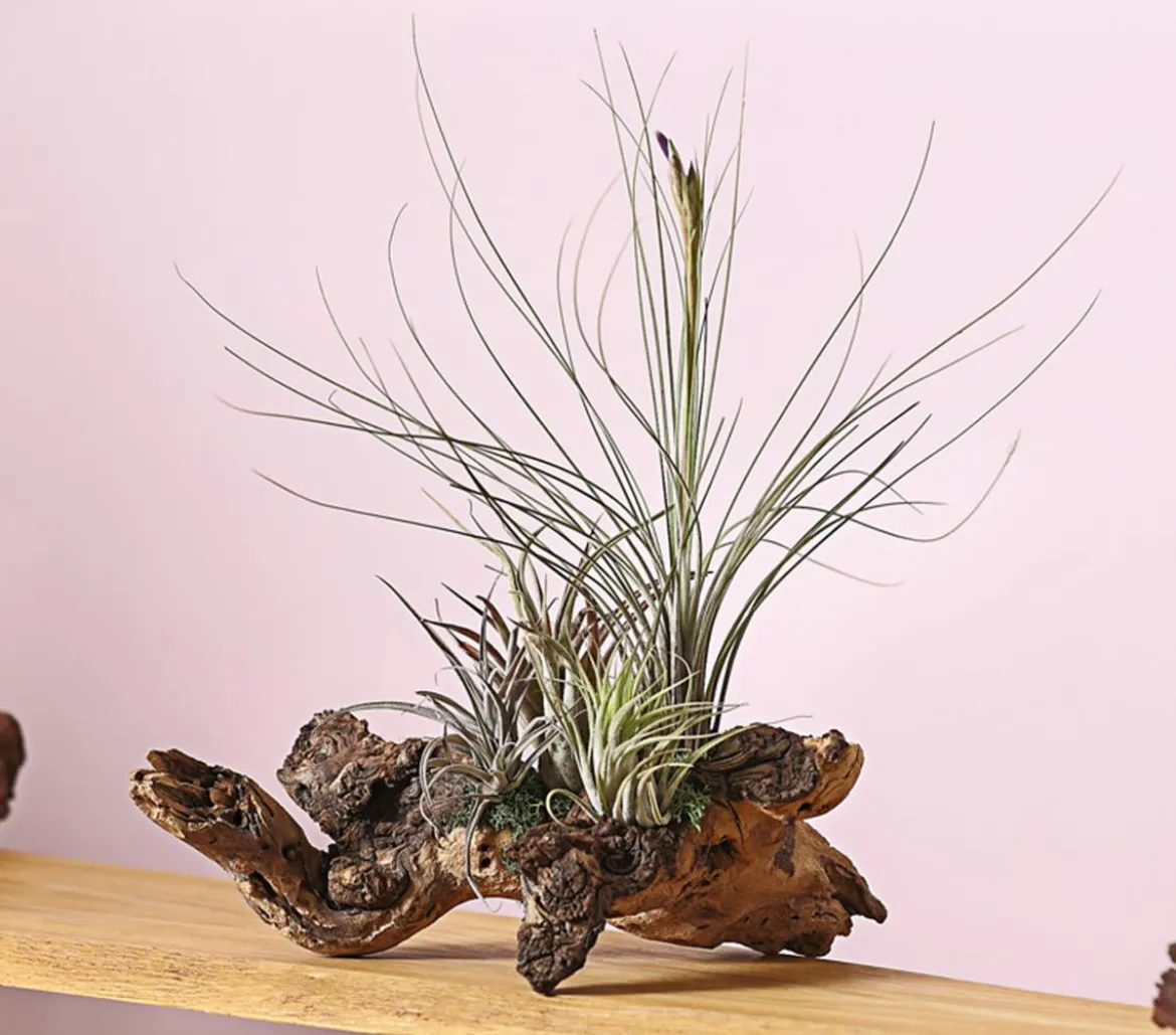 Tillandsien-Arrangement auf Mopanie-Wurzel - Tillandsia Hybride, 5-teilig
