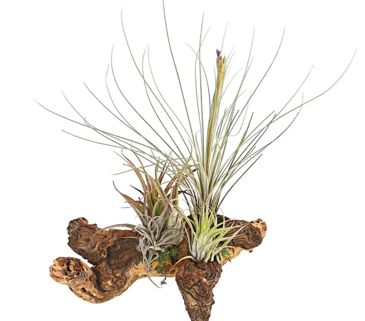 Tillandsien-Arrangement auf Mopanie-Wurzel - Tillandsia Hybride, 5-teilig