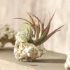 Tillandsien-Arrangement auf Sansibar Rock - Tillandsia Hybride, 2-teilig