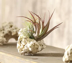 Tillandsien-Arrangement auf Sansibar Rock - Tillandsia Hybride, 2-teilig