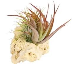 Tillandsien-Arrangement auf Sansibar Rock - Tillandsia Hybride, 2-teilig