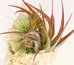 Tillandsien-Arrangement auf Sansibar Rock - Tillandsia Hybride, 2-teilig