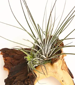 Tillandsien-Arrangement auf Mopani-Wurzel - Tillandsia Hybride, 2-teilig