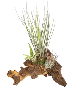 Tillandsien-Arrangement auf Mopani-Wurzel - Tillandsia Hybride, 3-teilig