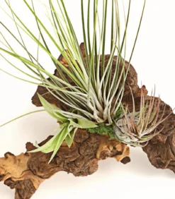 Tillandsien-Arrangement auf Mopani-Wurzel - Tillandsia Hybride, 3-teilig