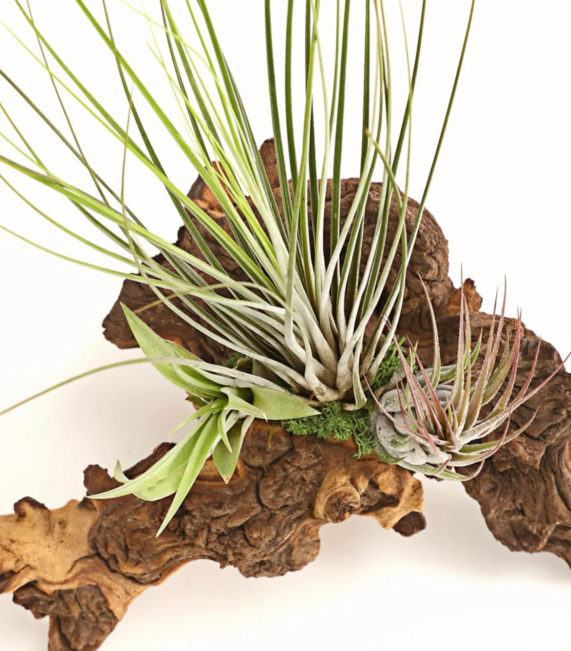 Tillandsien-Arrangement auf Mopani-Wurzel - Tillandsia Hybride, 3-teilig