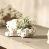 Tillandsien-Arrangement auf Sansibar Rock - Tillandsia Hybride, 2-teilig