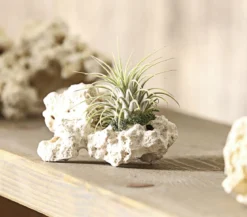 Tillandsien-Arrangement auf Sansibar Rock - Tillandsia Hybride, 2-teilig