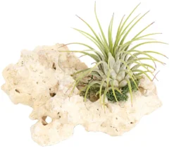 Tillandsien-Arrangement auf Sansibar Rock - Tillandsia Hybride, 2-teilig