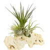 Tillandsien-Arrangement auf Sansibar Rock - Tillandsia Hybride, 3-teilig