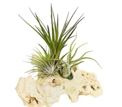 Tillandsien-Arrangement auf Sansibar Rock - Tillandsia Hybride, 3-teilig