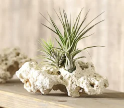 Tillandsien-Arrangement auf Sansibar Rock - Tillandsia Hybride, 3-teilig