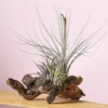 Tillandsien-Arrangement auf Wurzelbaum - Tillandsia Hybride, 3-teilig