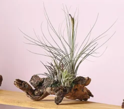 Tillandsien-Arrangement auf Wurzelbaum - Tillandsia Hybride, 3-teilig