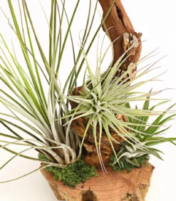 Tillandsien-Arrangement auf Wurzelbaum - Tillandsia Hybride, 3-teilig