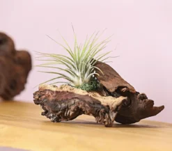 Tillandsien-Arrangement auf Mopani-Wurzel - Tillandsia Hybride, 2-teilig