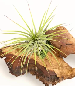 Tillandsien-Arrangement auf Mopani-Wurzel - Tillandsia Hybride, 2-teilig