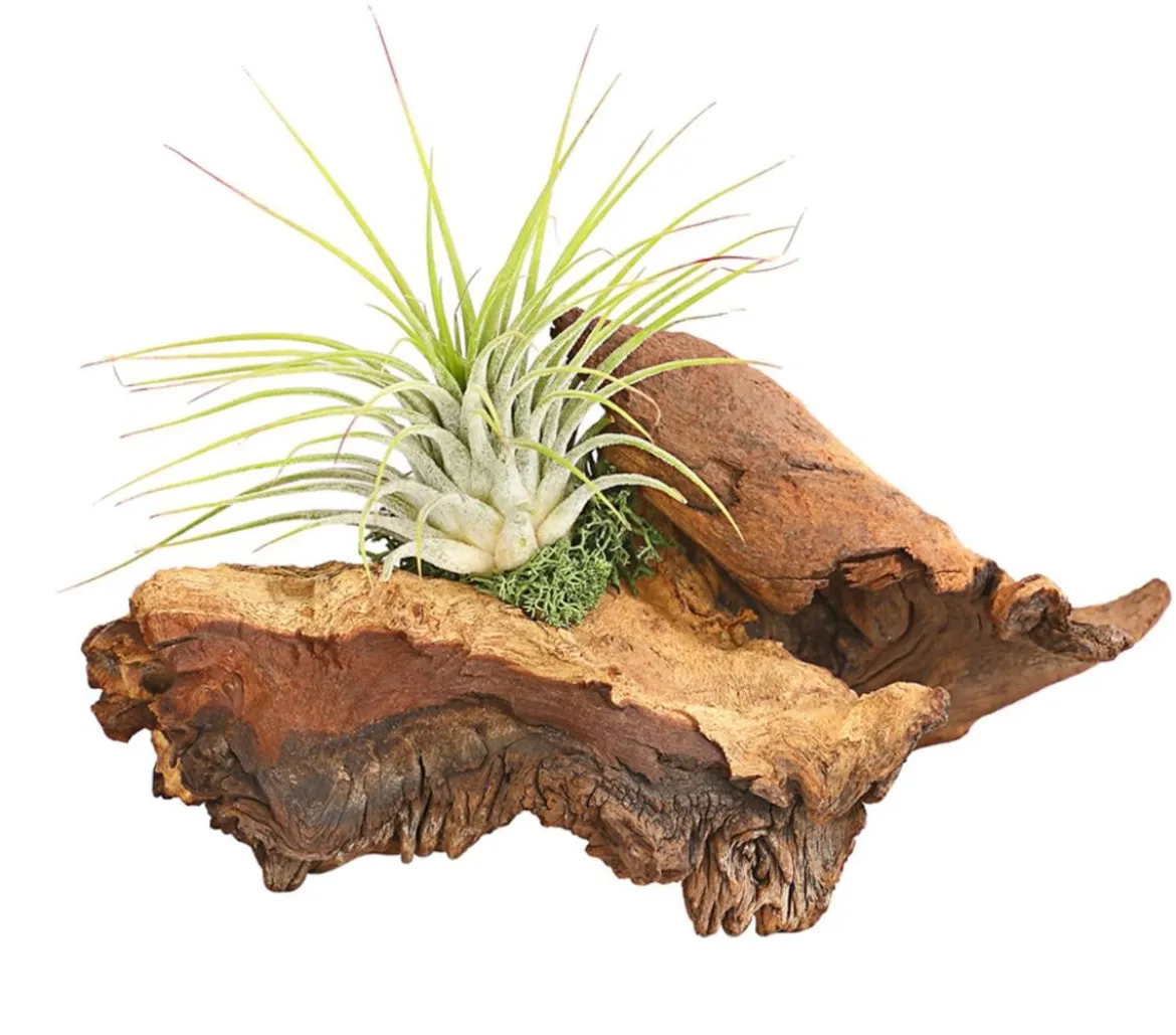 Tillandsien-Arrangement auf Mopani-Wurzel - Tillandsia Hybride, 2-teilig