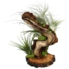 Tillandsien-Arrangement auf Wurzelbaum - Tillandsia Hybride, 5-teilig