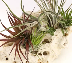 Tillandsien-Arrangement auf Sansibar Rock - Tillandsia Hybride, 5-teilig