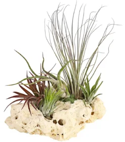 Tillandsien-Arrangement auf Sansibar Rock - Tillandsia Hybride, 5-teilig