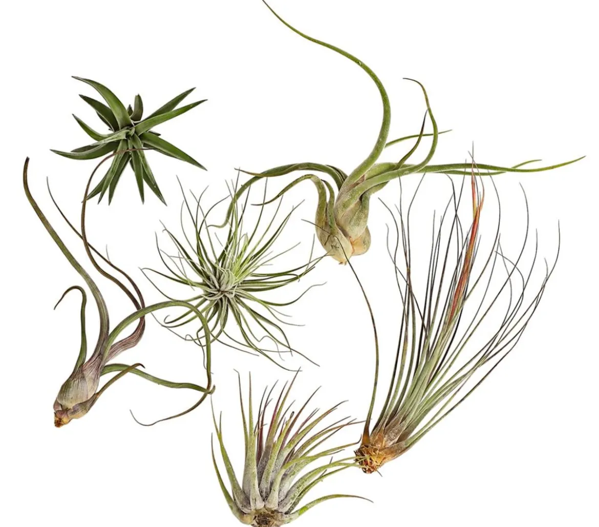 Tillandsien - Tillandsia Hybride, verschiedene Sorten, 6-teilig