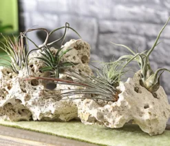 Tillandsien - Tillandsia Hybride, verschiedene Sorten, 6-teilig