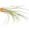 Tillandsie - Tillandsia cultivars groß, verschiedene Sorten