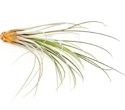 Tillandsie - Tillandsia cultivars groß, verschiedene Sorten