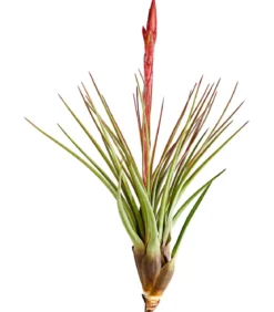 Tillandsie - Tillandsia cultivars groß, verschiedene Sorten