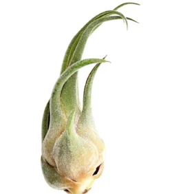 Tillandsie - Tillandsia cultivars groß, verschiedene Sorten
