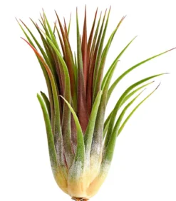 Tillandsie - Tillandsia cultivars groß, verschiedene Sorten