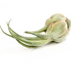 Tillandsie - Tillandsia cultivars groß, verschiedene Sorten