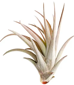 Tillandsie - Tillandsia cultivars groß, verschiedene Sorten