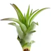 Tillandsie - Tillandsia cultivars klein, verschiedene Sorten