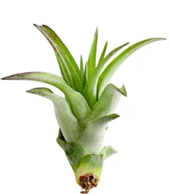 Tillandsie - Tillandsia cultivars klein, verschiedene Sorten