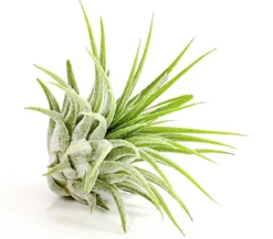 Tillandsie - Tillandsia cultivars klein, verschiedene Sorten