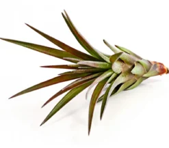 Tillandsie - Tillandsia cultivars klein, verschiedene Sorten